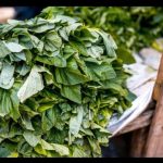 Greenery Global Services Launches 2026 Graduate Trainee Programme